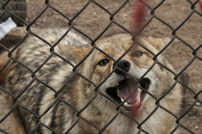 Coyote sightings raise hackles, calls for understanding
