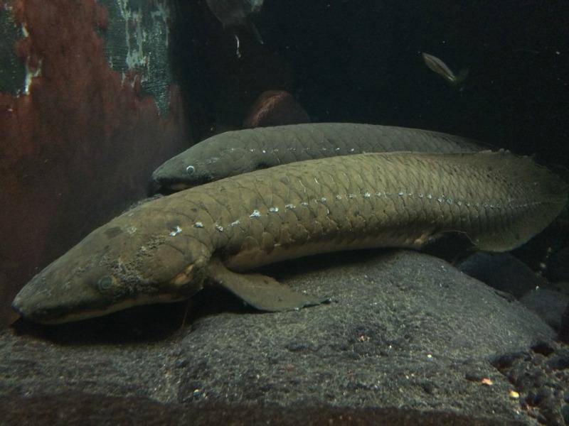 Shedd aquarium lungfish believed to be oldest sea creature in captivity at time of death