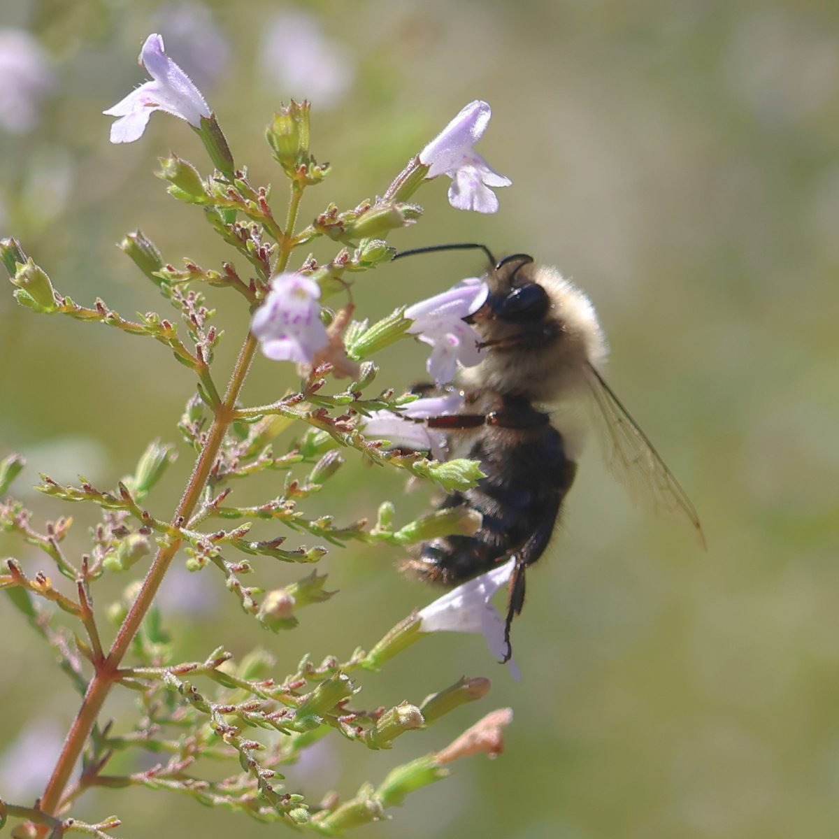 BeePhoto1
