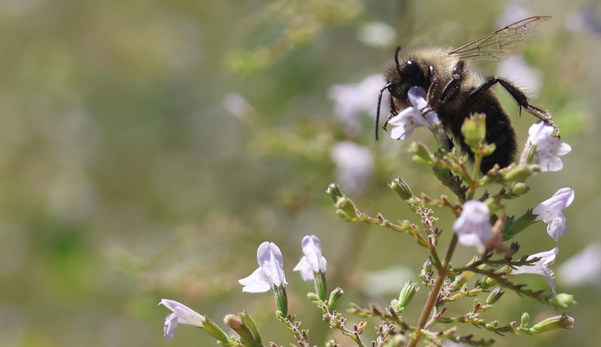 A wide close up of a bee taking a drink from a calamint in the courtyard.